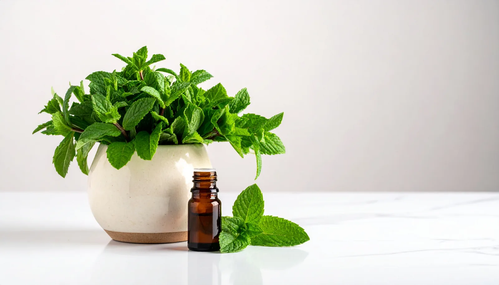 Menthe poivrée