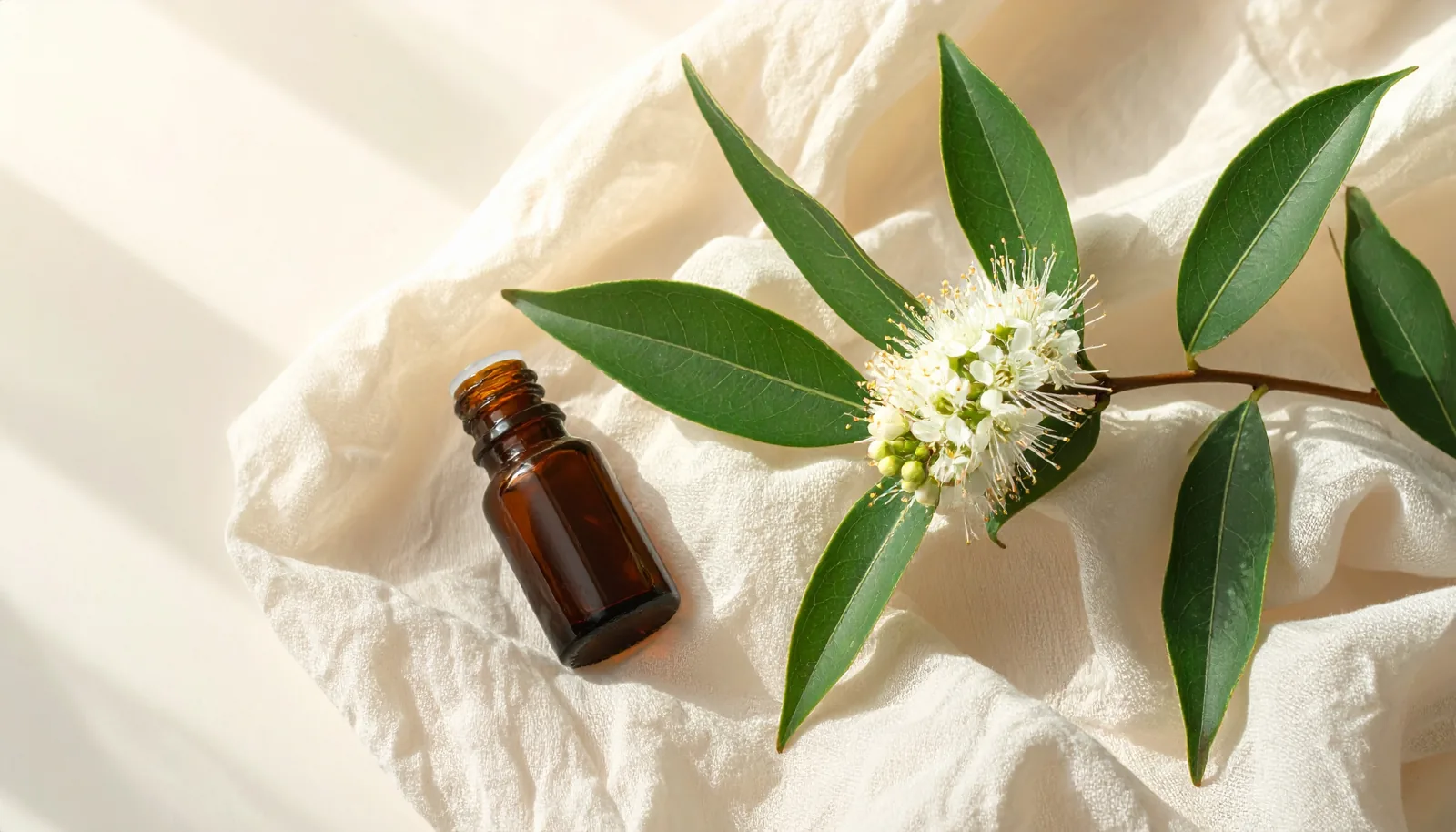 Tea tree : l'antiseptique que tout le monde devrait avoir chez soi